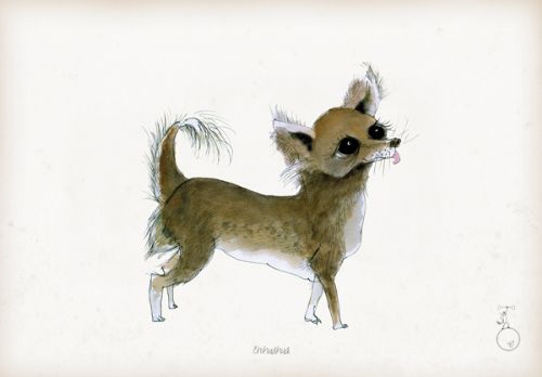 Chihuahua - Fun Dog Cartoon Print by Tony Fernandes